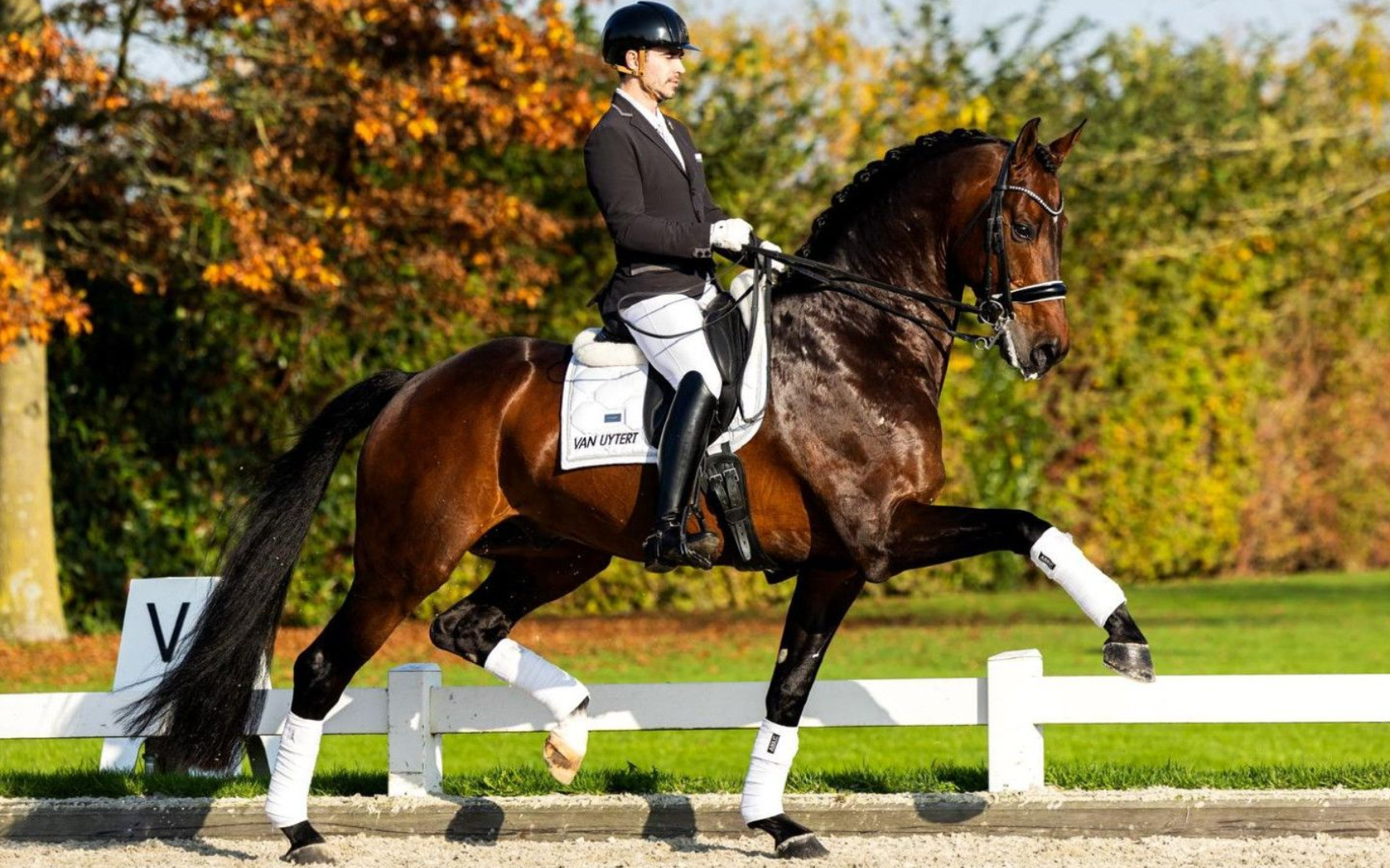 Dressurhengst Blue Hors Zackerey