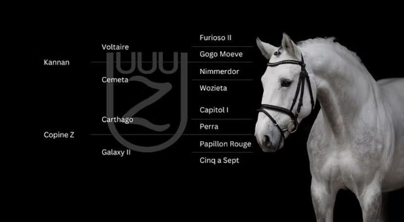 Abstammungstafel Kanthago de Revel Z