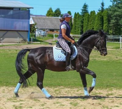 Trakehner Hengst Aktis im Training