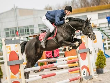 Trakehner Hengst Aktis - Vornholt Hengste