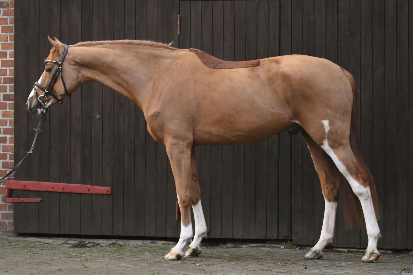 Deckhengst Balou Sylt im Seitenbild - Vornholt Hengste