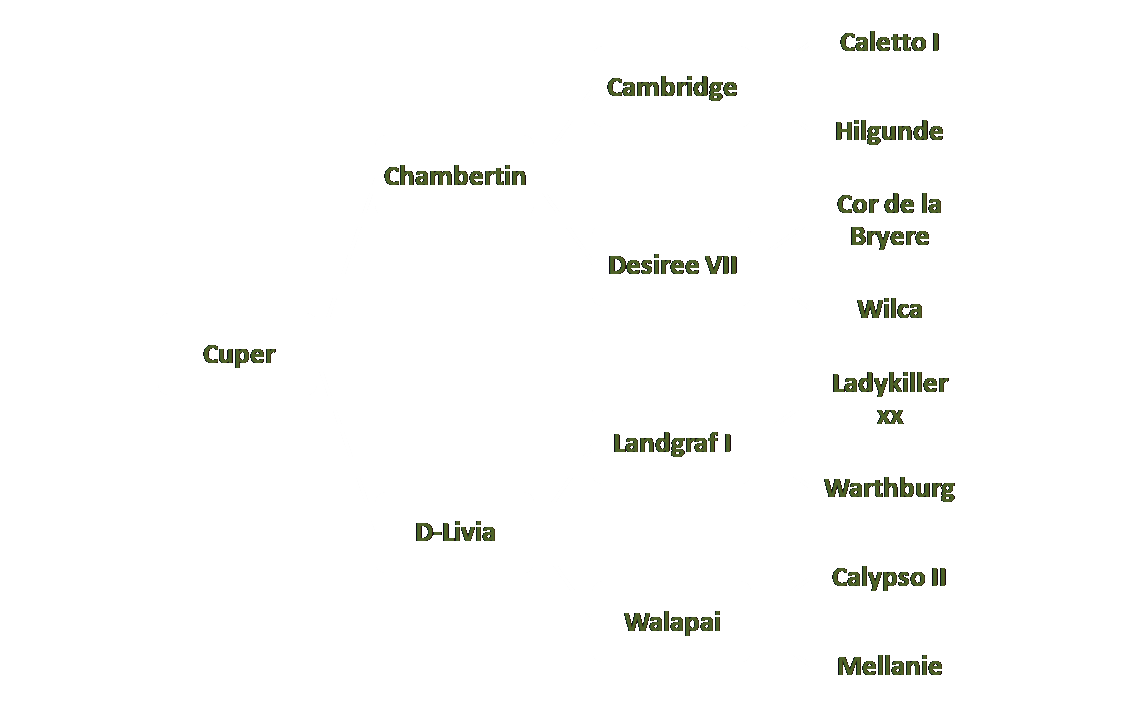 Abstammungstafel Cuper