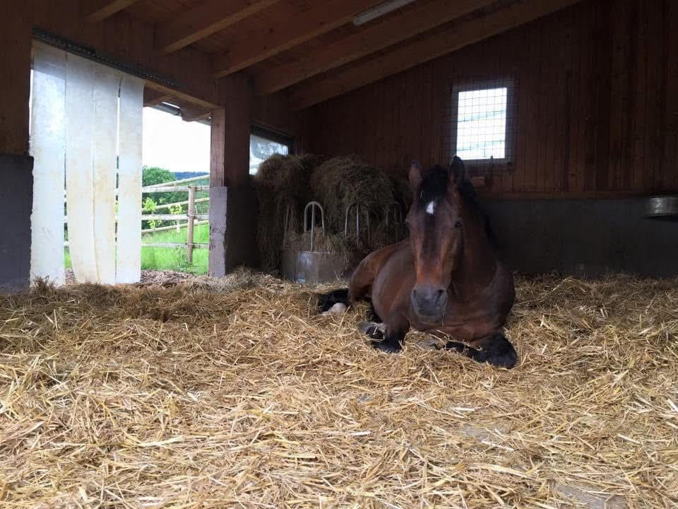 Blinding Lights PS an der Hand mit Siegerschärpe