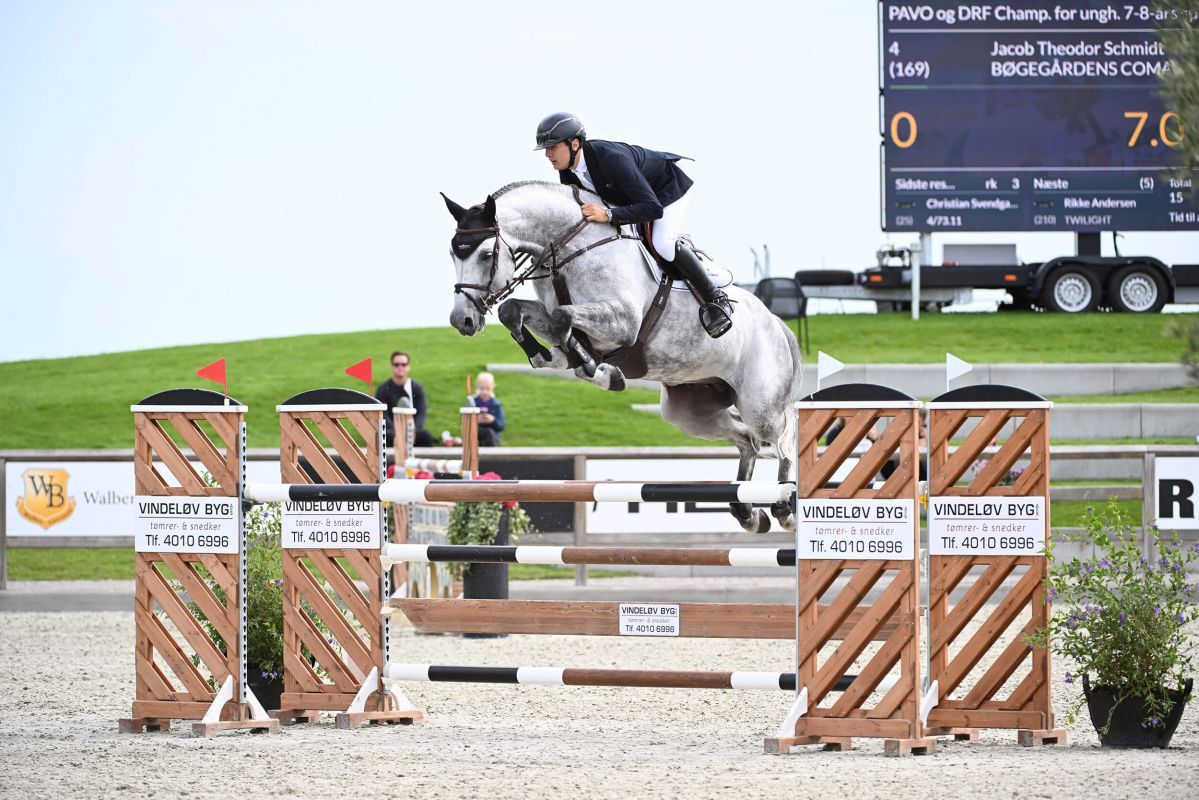 Springhengst Comann mit Reiter