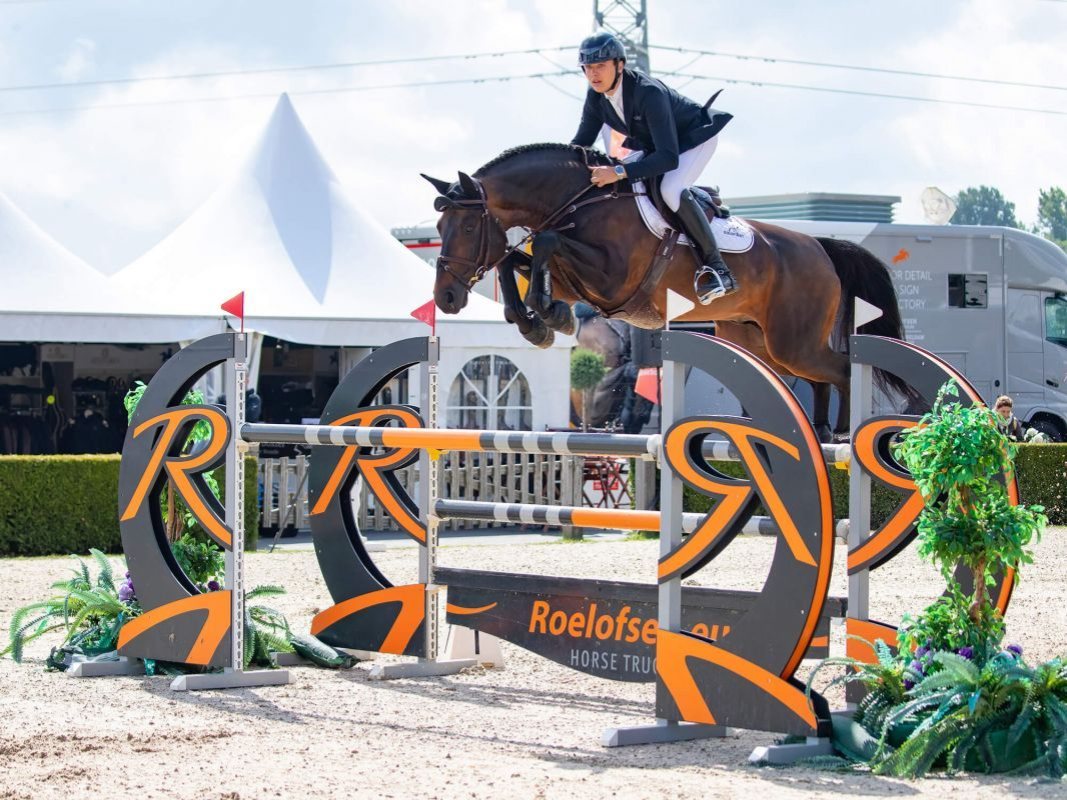 Springhengst Bolero de Beaufor mit Reiter