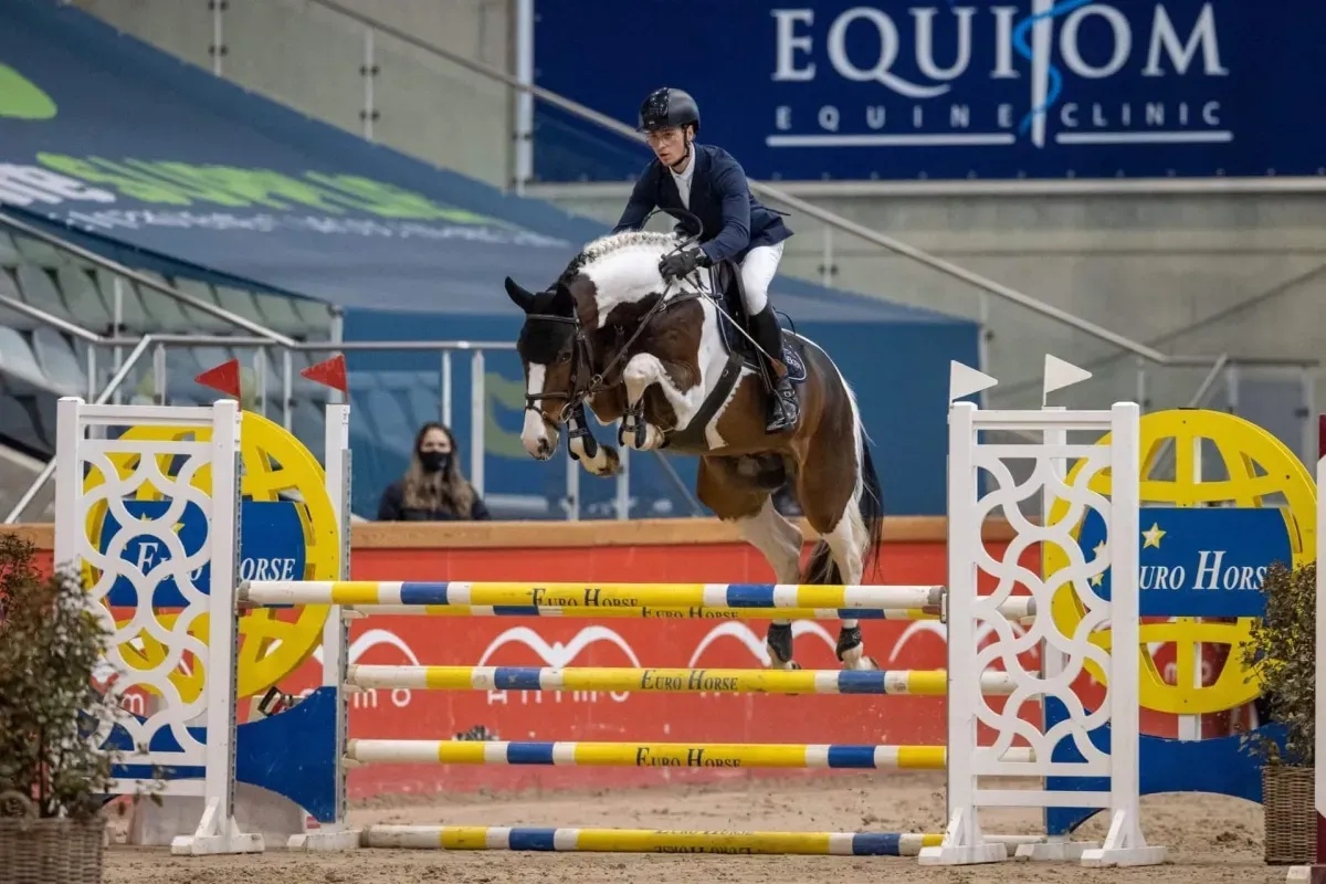 Springhengst Daily Magic de Rock 1 Z