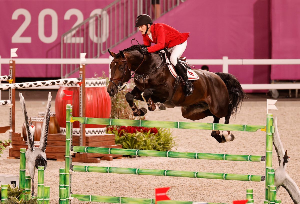 Deckhengst Darc de Lux - Vornholt Hengste