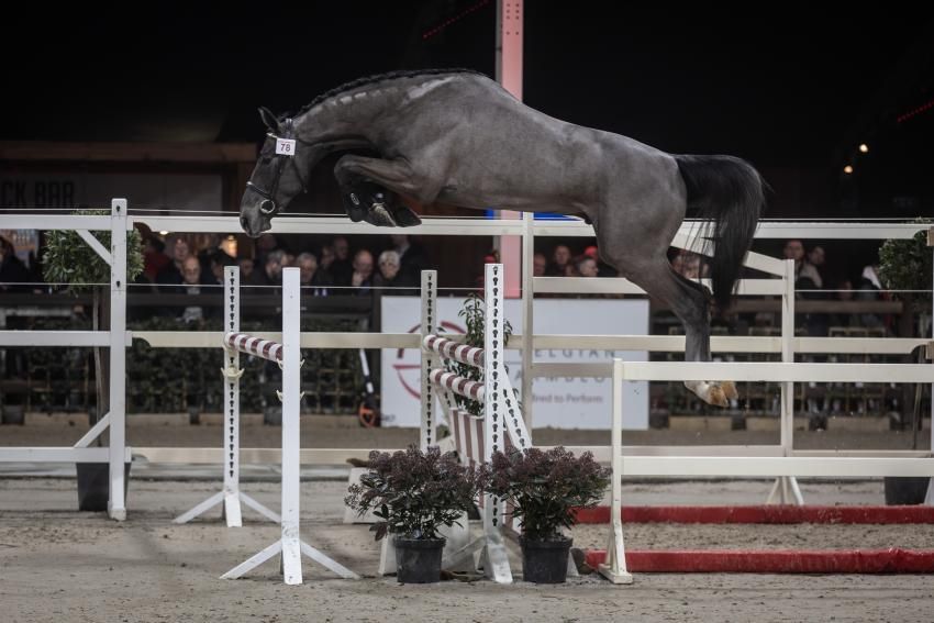 Springhengst Istanbul MVD von Vornholt Hengste