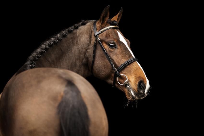 Springhengst Valentino Boy von Vornholt Hengste