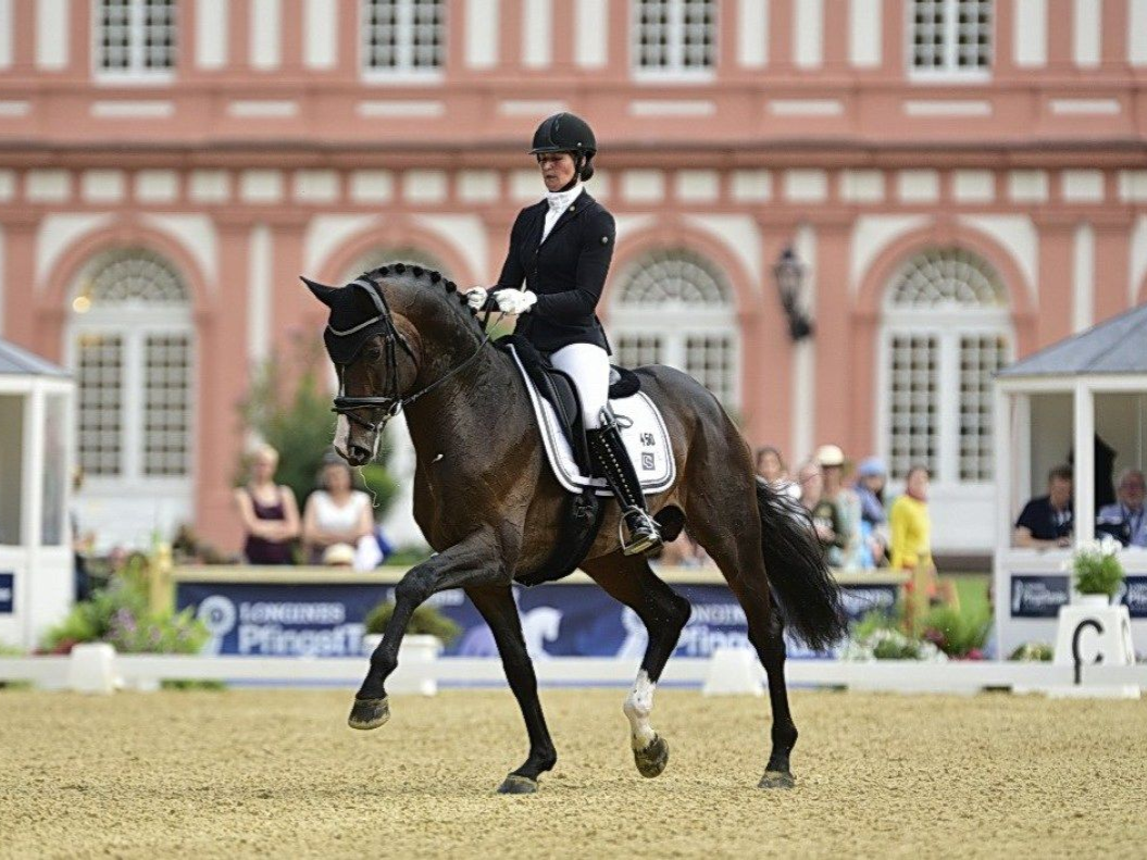 Dressurhengst DSP De Sandro mit Reiter.