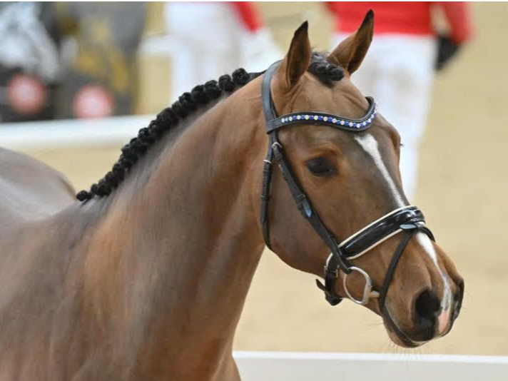 Springhengst Empire Kalone