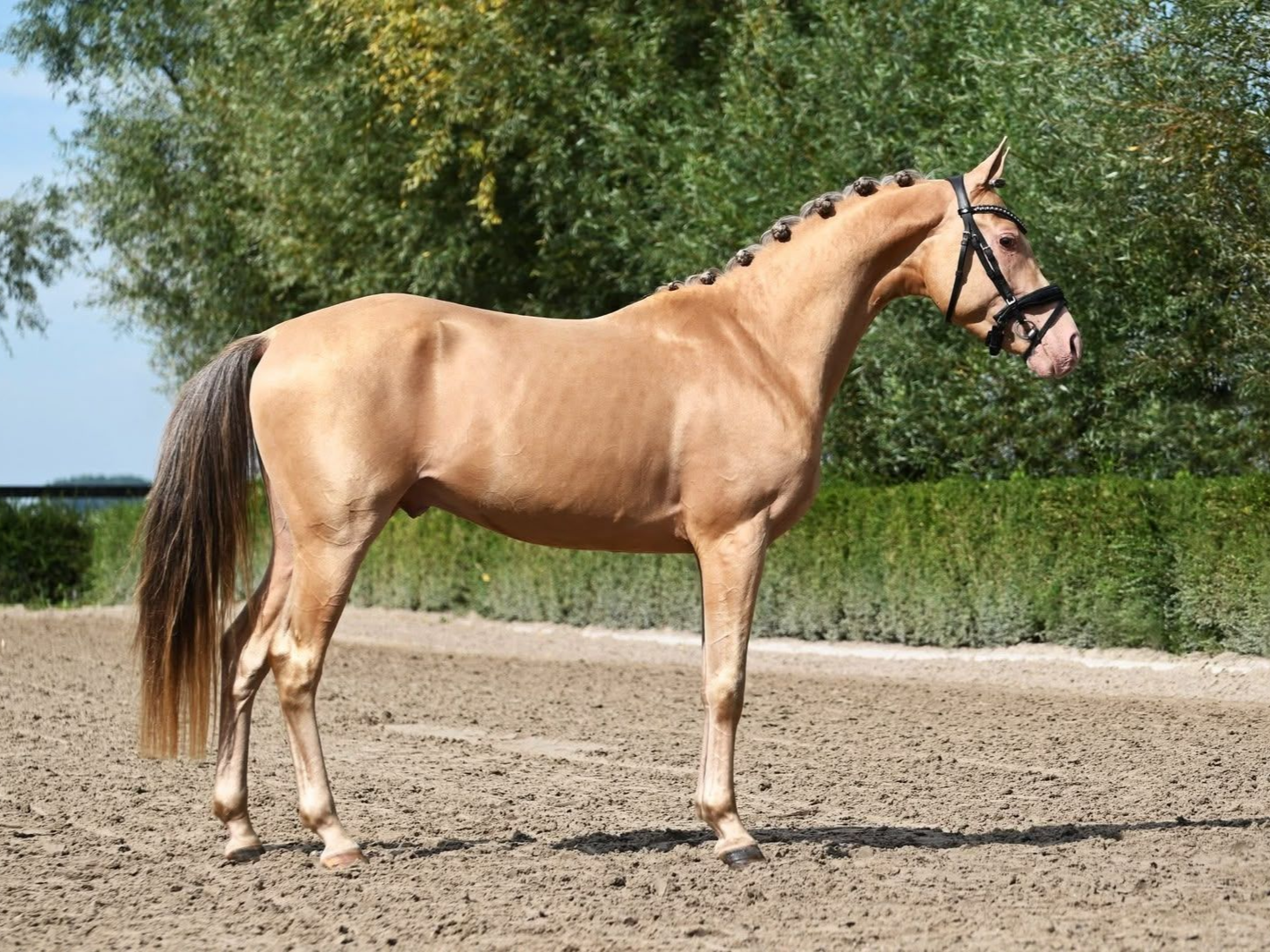 Amber Champagne Hengst Esperidion Doux Lorenzo - Vornholt Hengste
