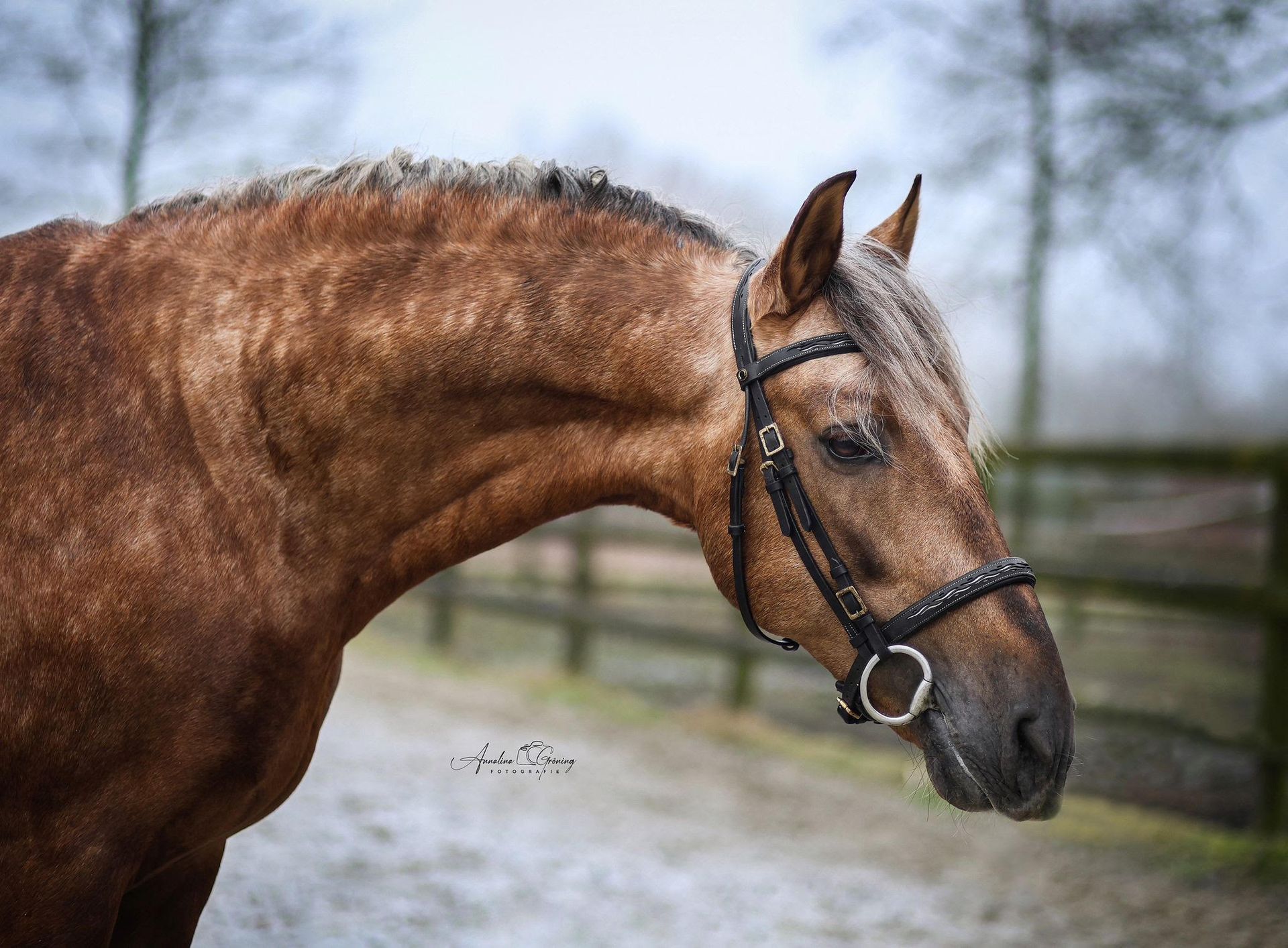 PRE Hengst Estudioso de Vinuela unter dem Reiter