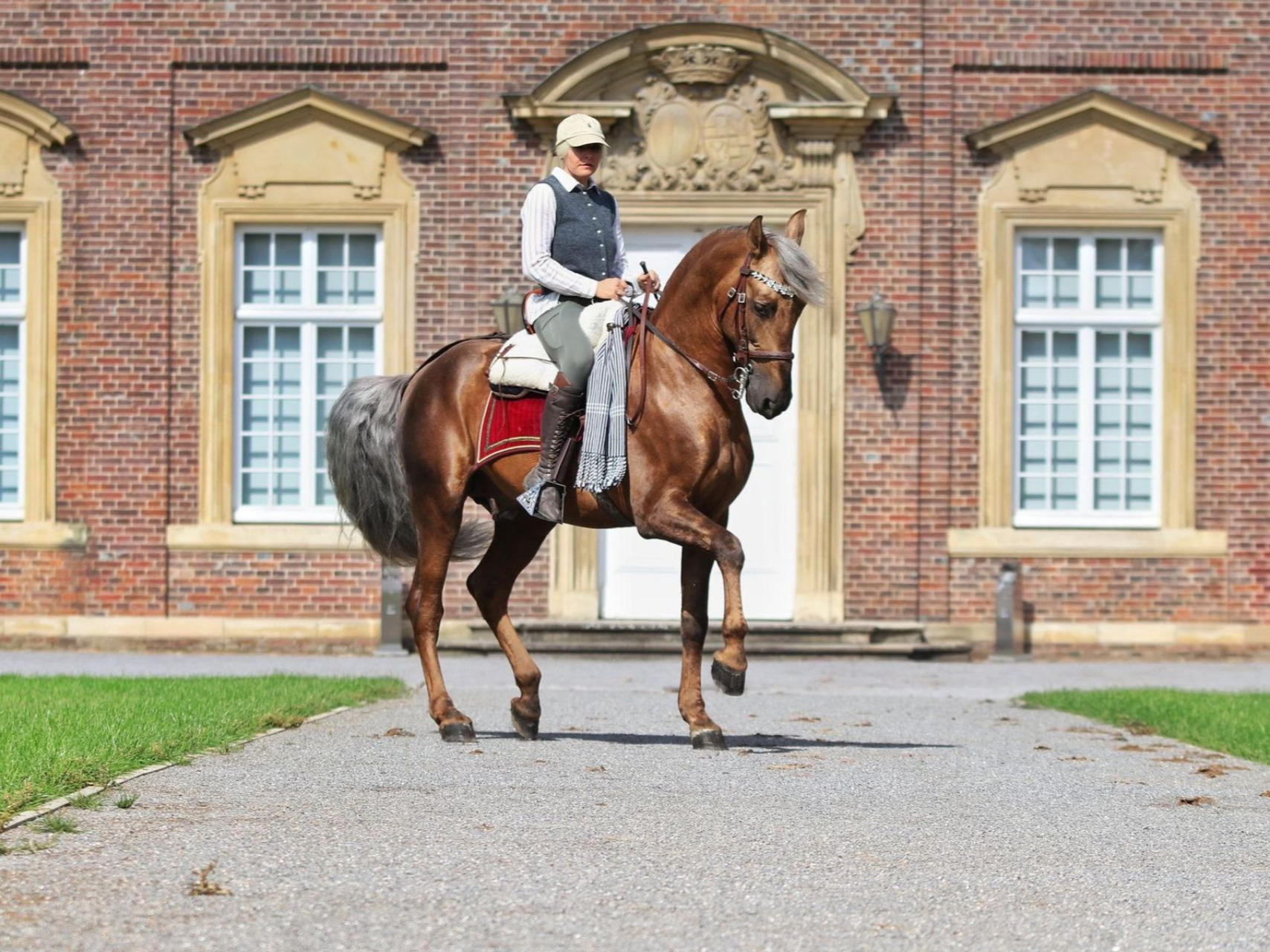 PRE Hengst Estudioso de Vinuela