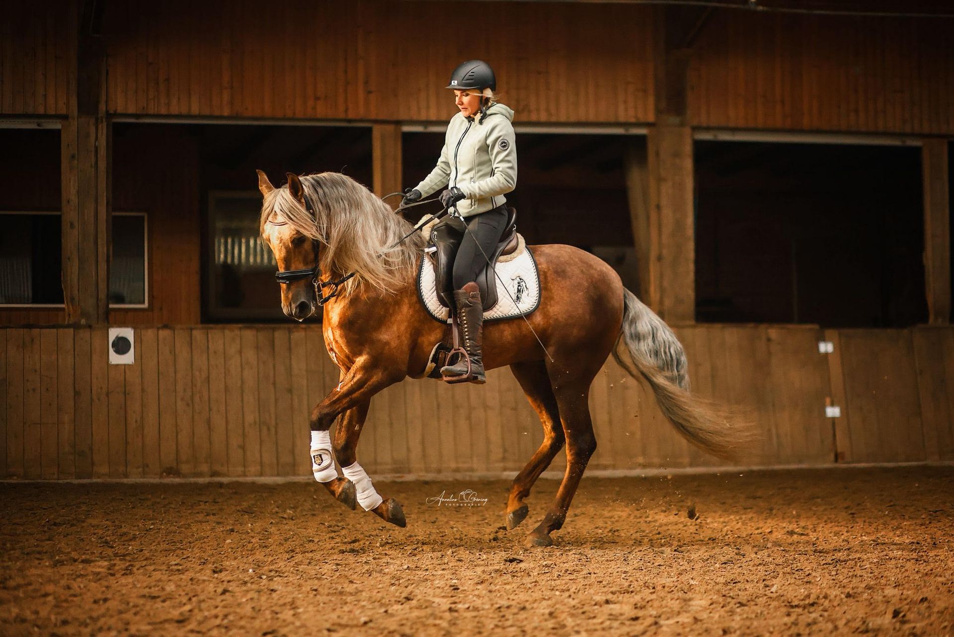 PRE Hengst Estudioso de Vinuela unter dem Reiter