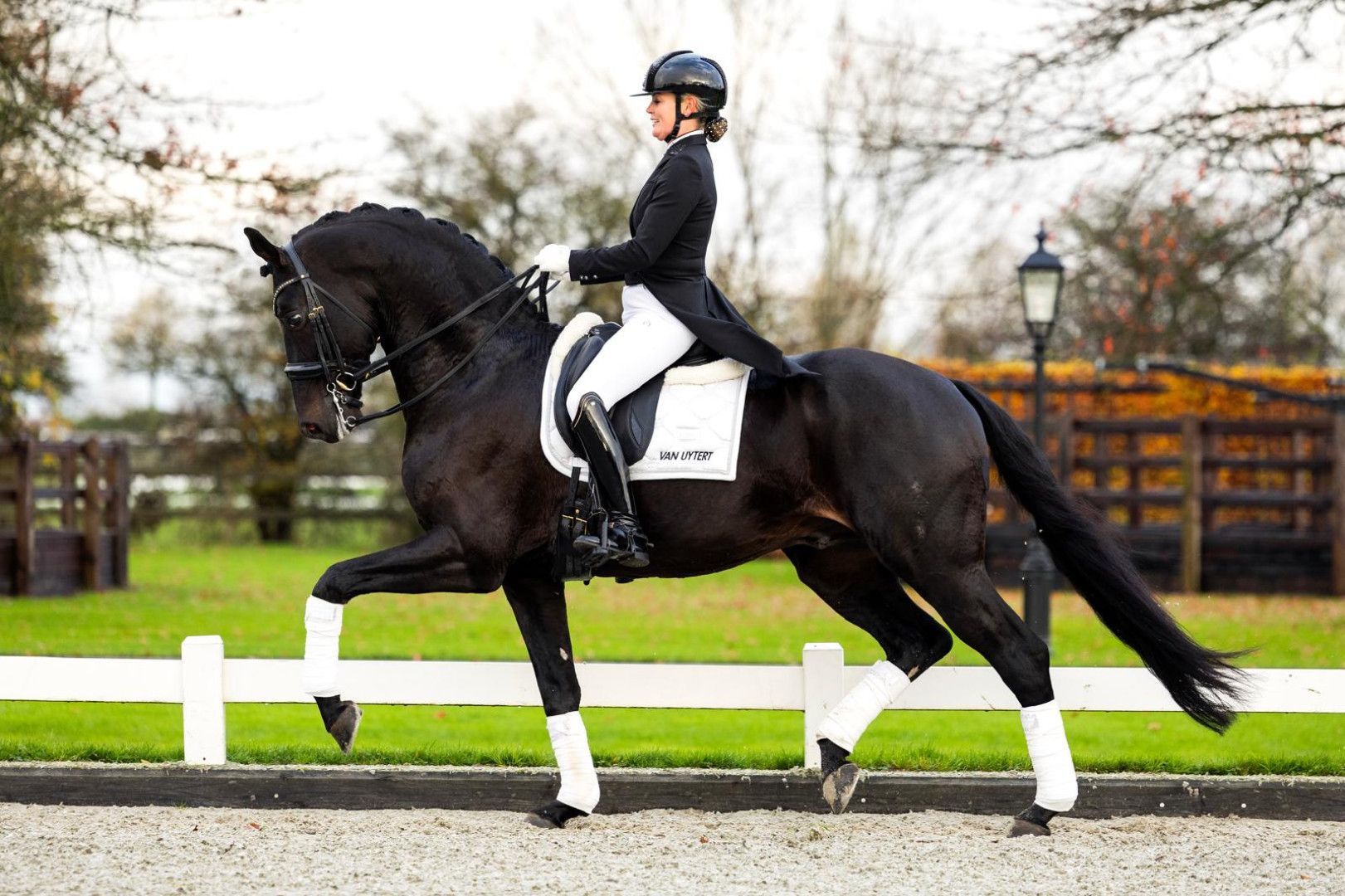 Springhengst Caroly unter dem Reiter beim Springen