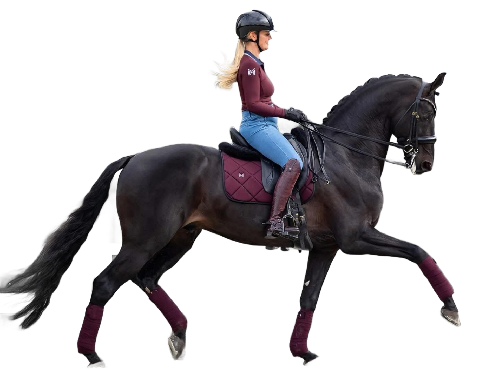 Dressurhengst Fürst Dior