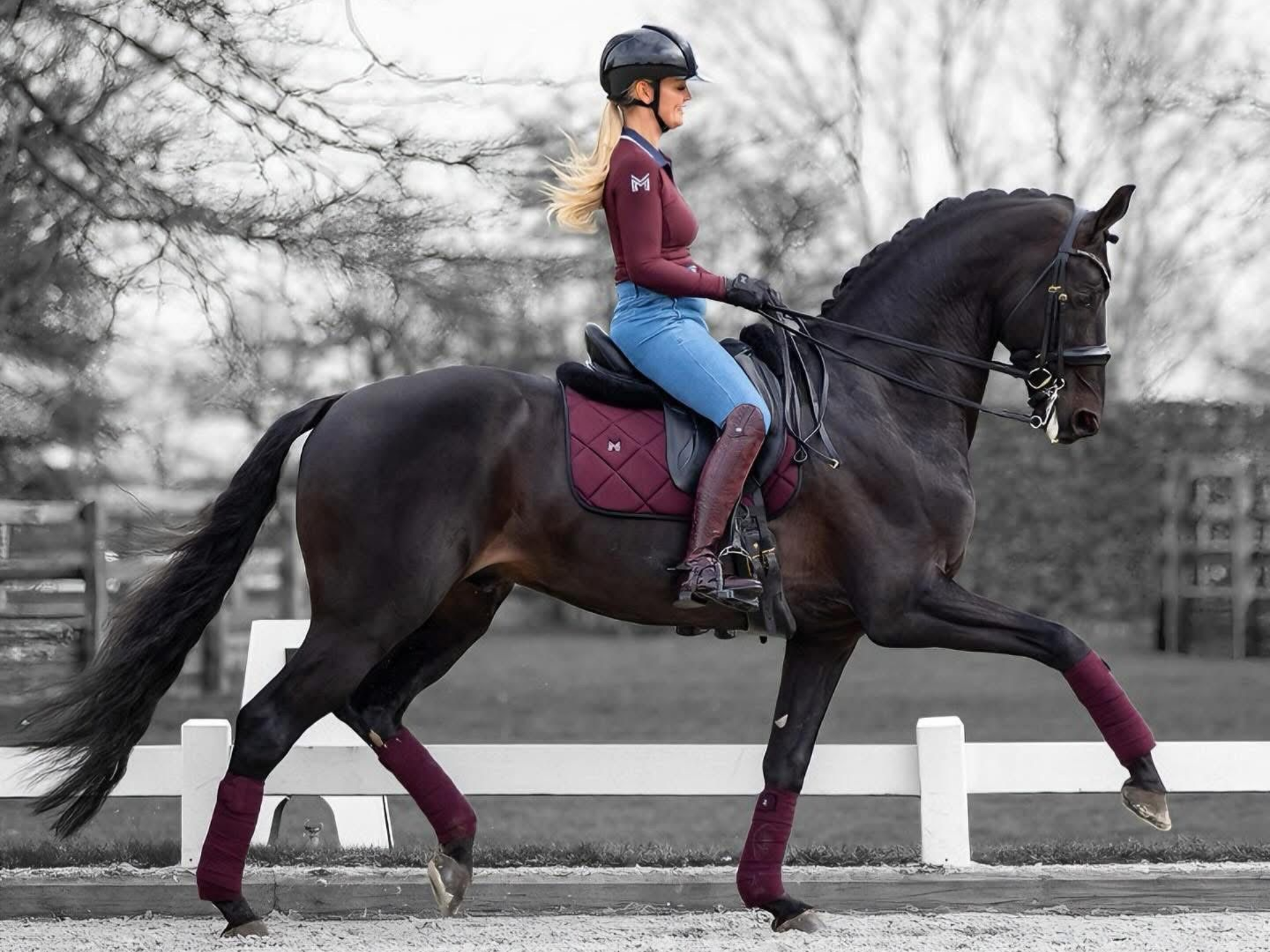 Dressurhengst Fürst Dior