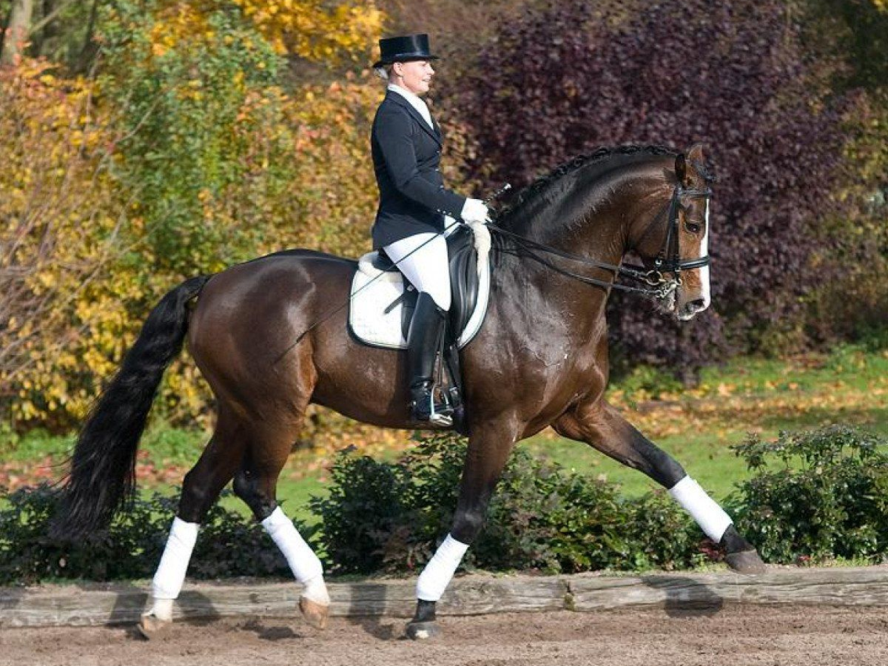 Dressurhengst Fürst Grandios mit Reiterin