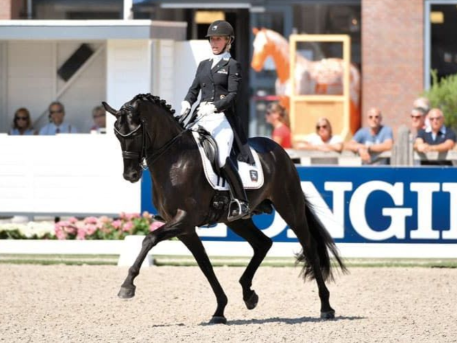 Dressurhengst Fürsten-Look