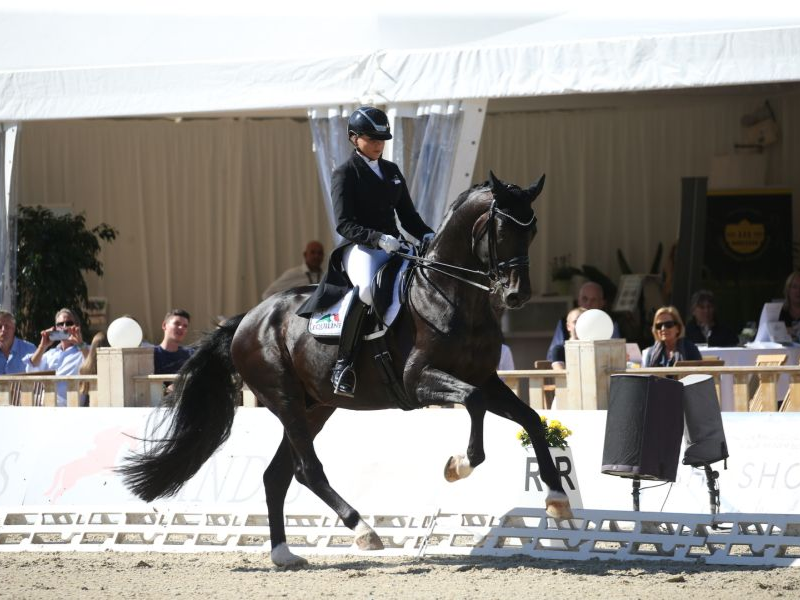 Dressurhengst Flashback