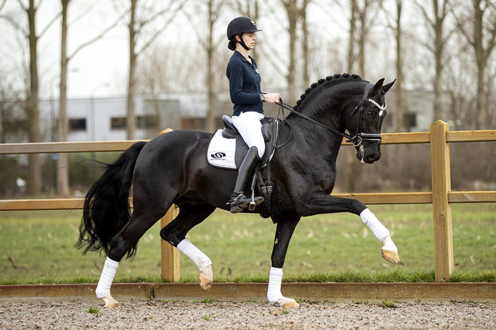 Dressurhengst For Ferrero von Vornholt Hengste