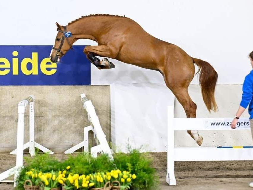 Bøgegårdens Halligo Z