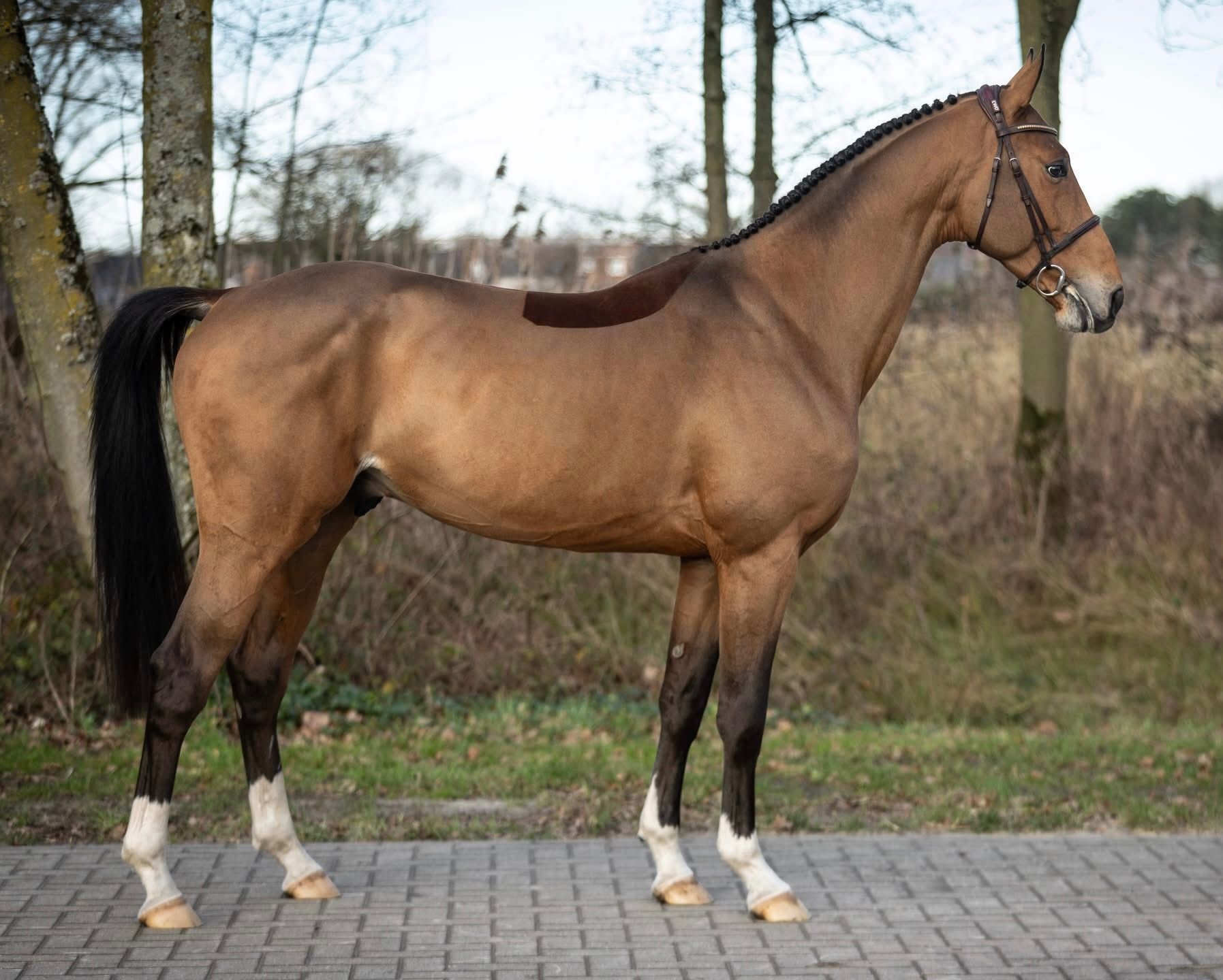 Wuhan de la Liniere im Seitenbild