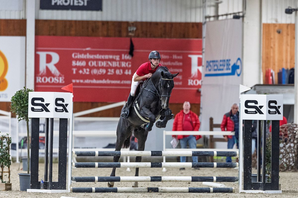 Springhengst Vino for Fun