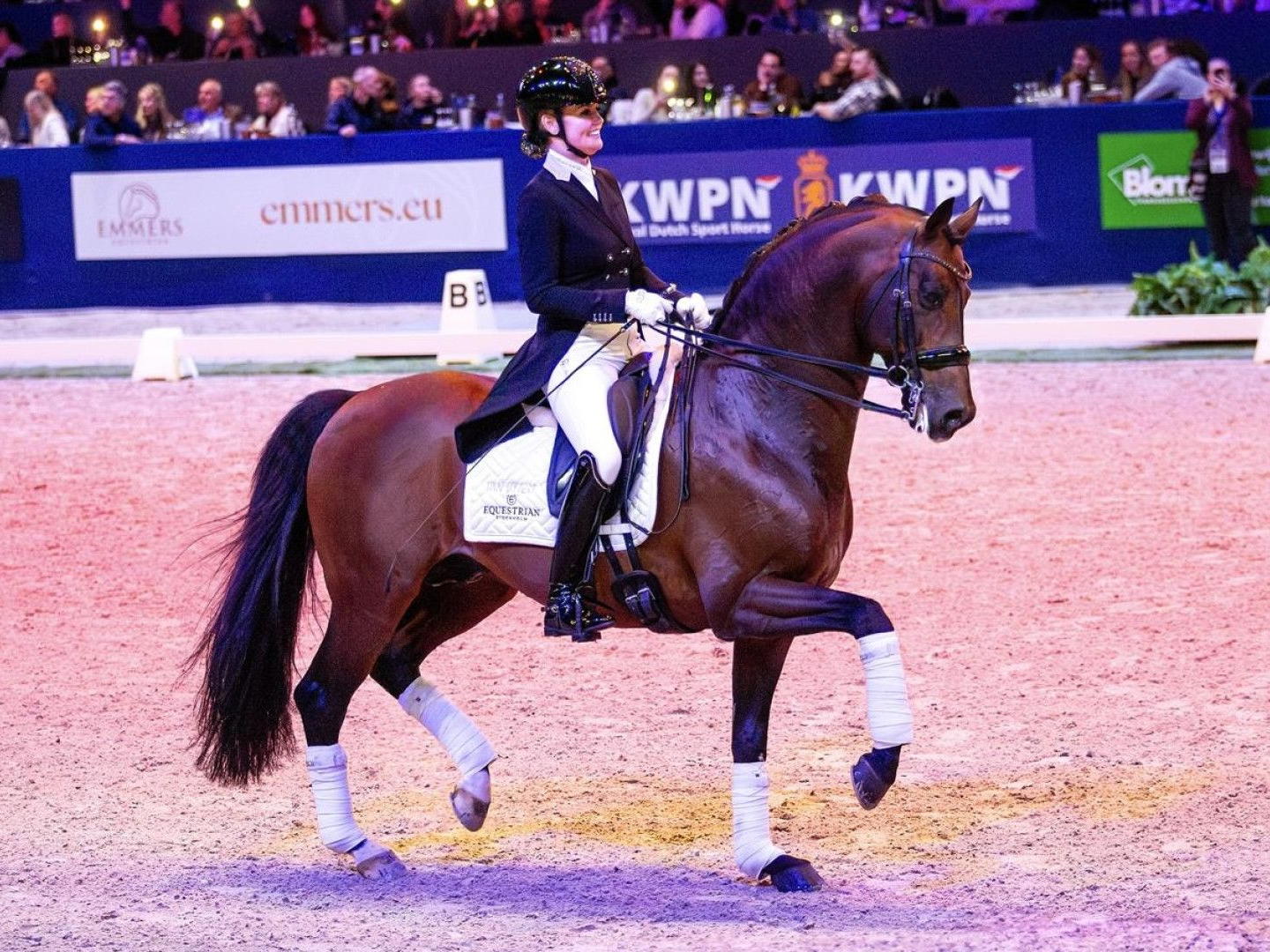 Prämienhengst Fontainebleau i´ami unter dem Reiter