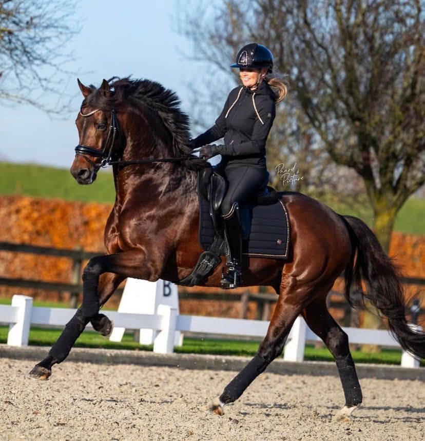 Dressurhengst Johnny Depp mit Renate van Uytert