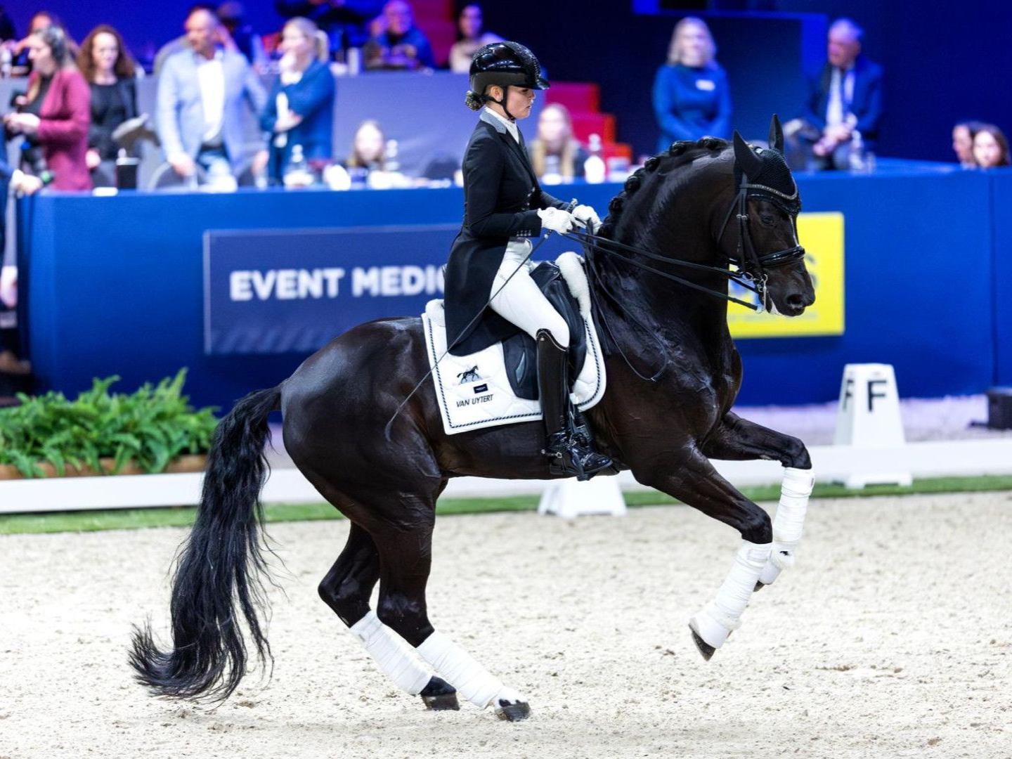 Dressurhengst Just Wimphof mit Reiterin