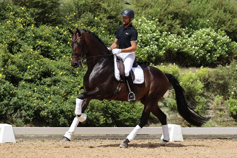 Dressurhengst Knock-Out