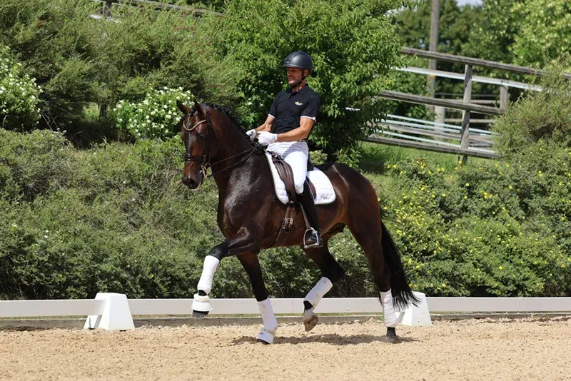 DRessurhengst Knock-Out im Trab