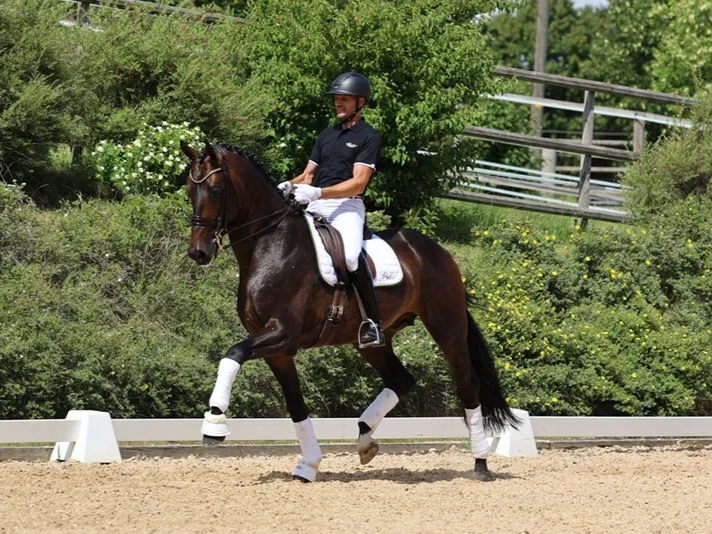 Dressurhengst Knock-Out