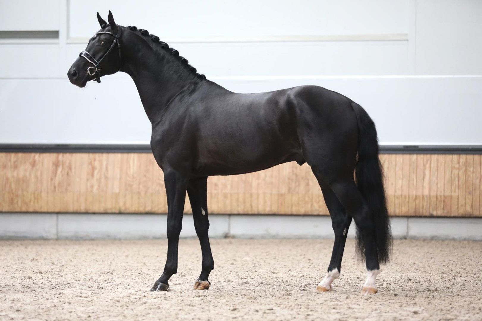 Dressurhengst Lamborghini U.S.