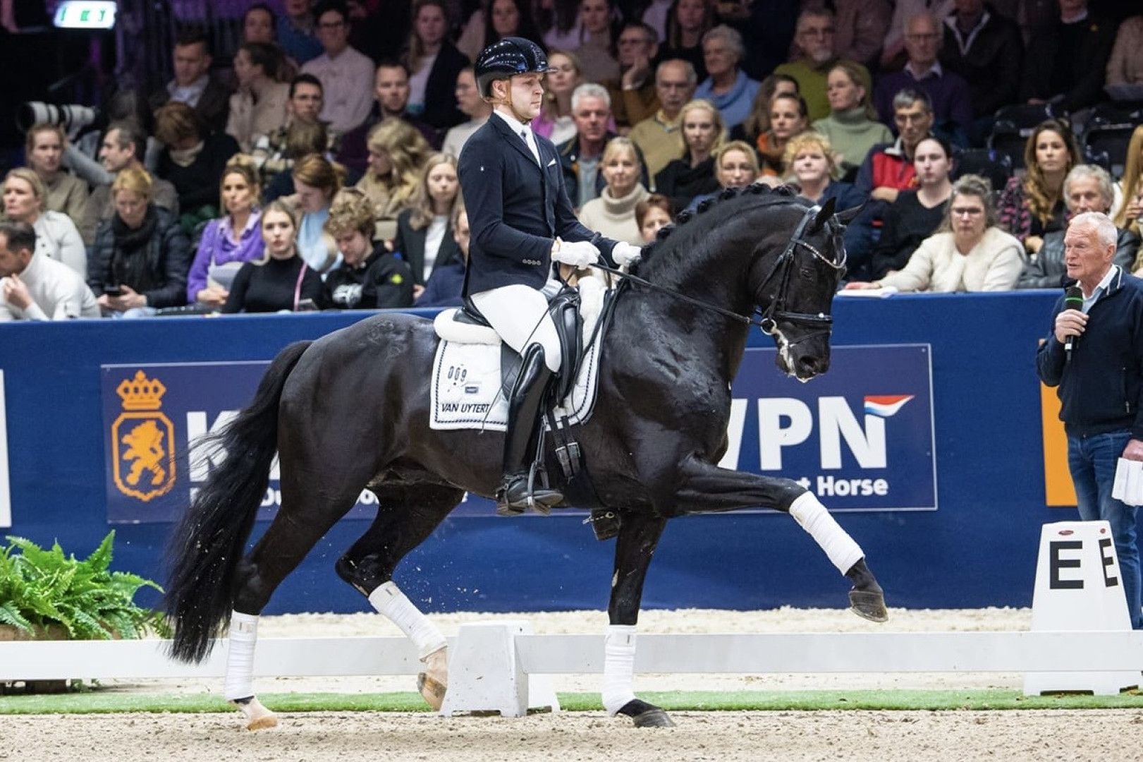 Dressurhengst Lamborghini U.S: