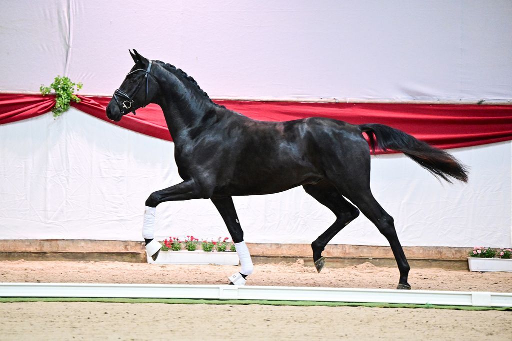 Siegerhengst Don Deluxe auf seiner Ehrenrunde anlässlich der Körung in Vechta