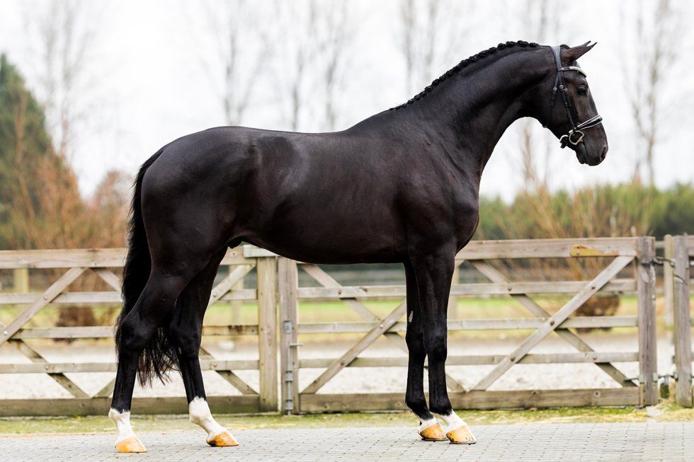 Dressurhengst Magic McKee L von Vornholt Hengste