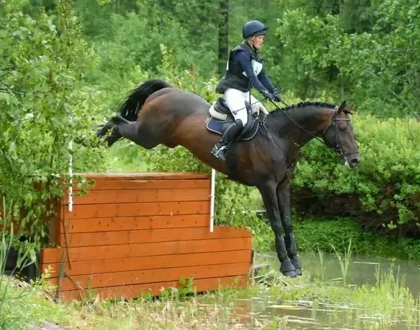 Trakehner Hengst Aktis im Training
