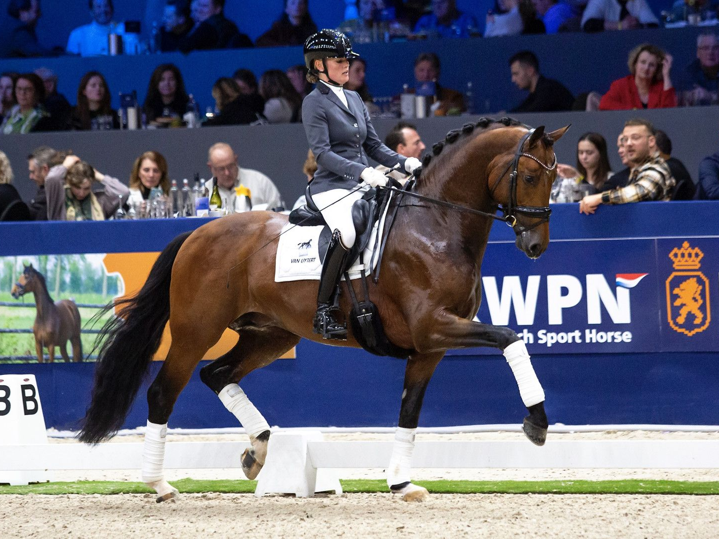 Dressurhengst O' Toto van de Wimphof