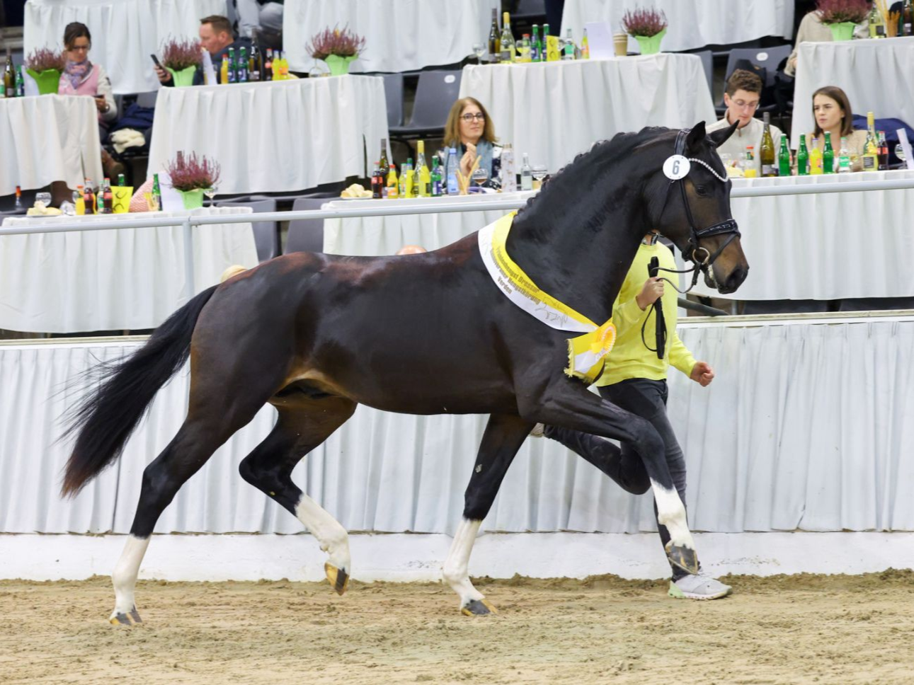 Prämienhengst Fontainebleau l`ami