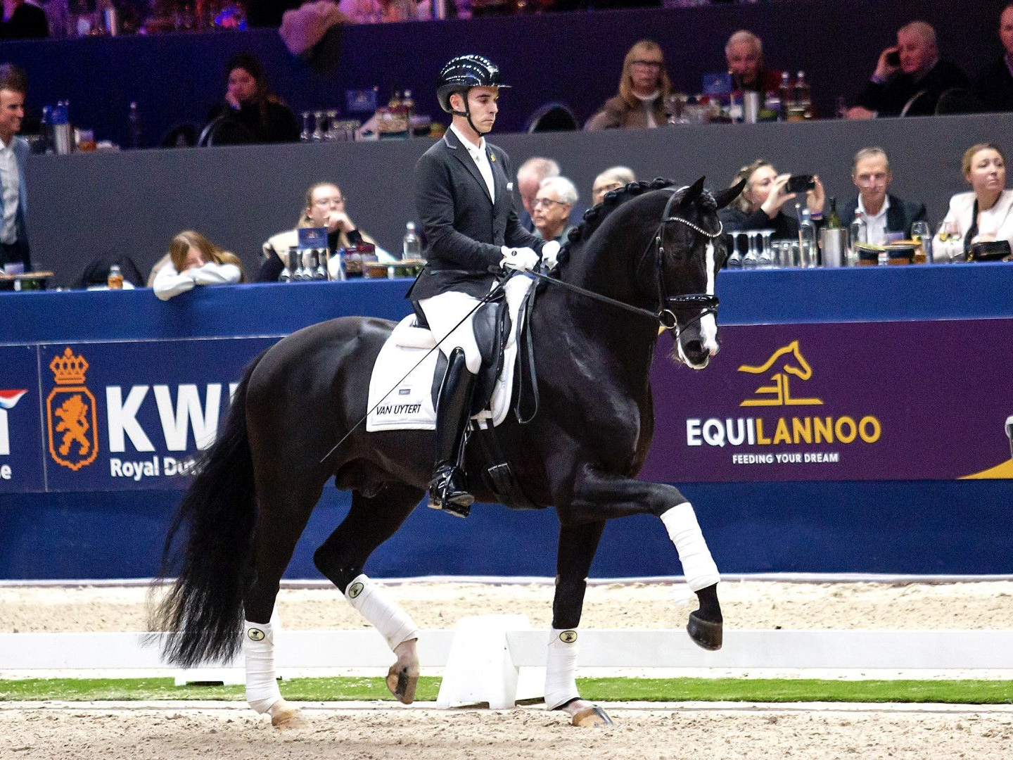 Dressurhengst Royal Dynamic