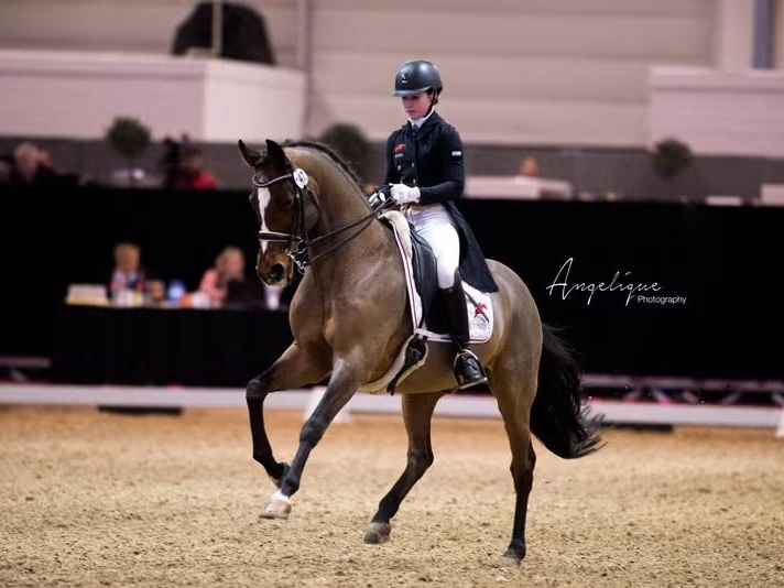 Grand Prix Hengst Sambatänzer - Vornholt Hengste