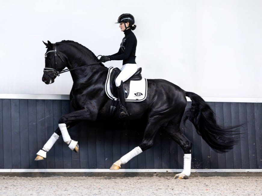 Dressurhengst Sarai L von Vornholt Pferde