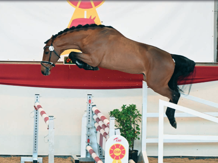 Springhengst Caramant de Semilly