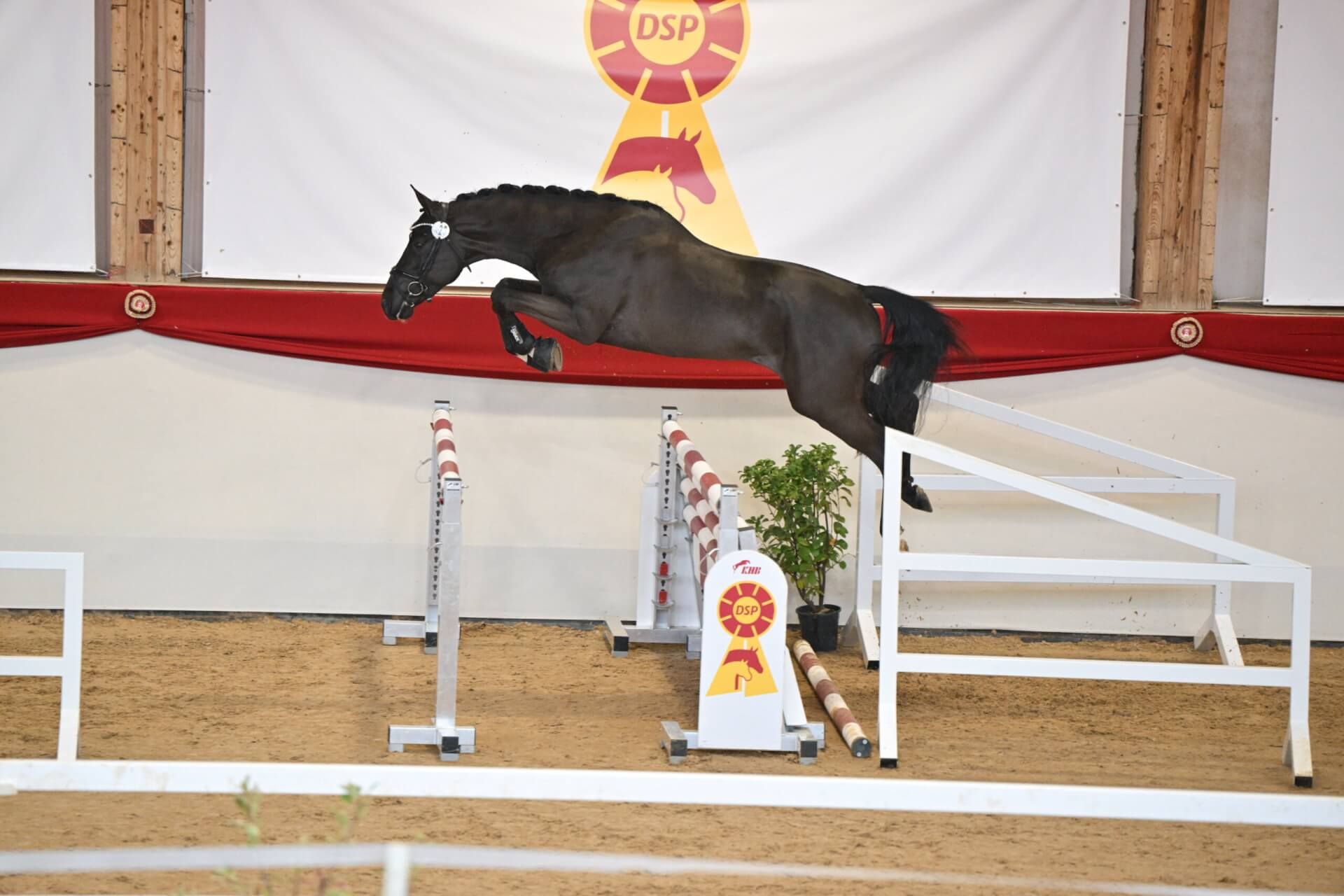 Springhengst Dark for Fun - Vornholt Hengste