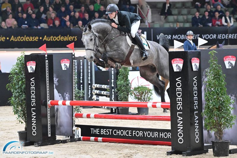 Springhengst Tellini van´t Ruytershof im Parcour