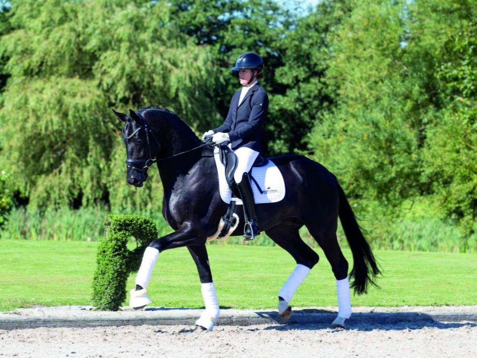 Dressurhengst Total McLaren