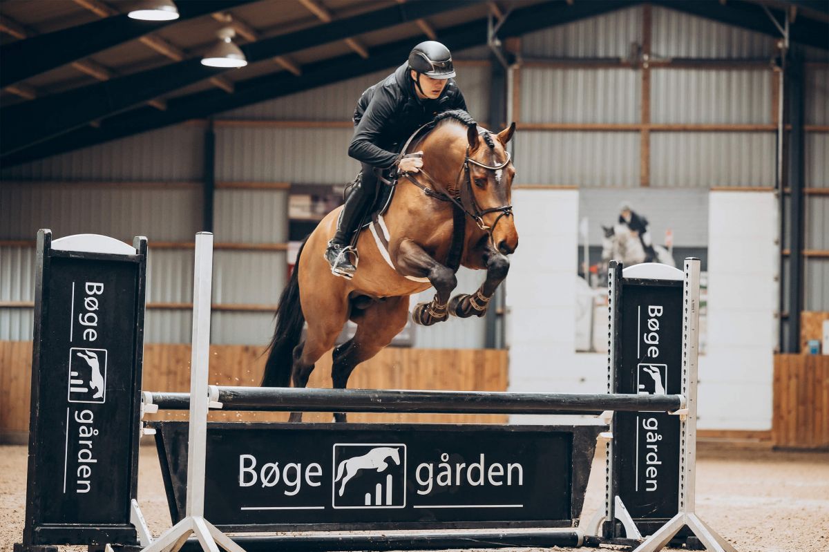 Springhengst Bolero de Beaufor mit Reiter